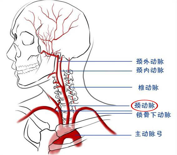 颈部动脉解剖